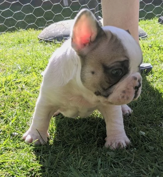 cuccioli di bulldog francese