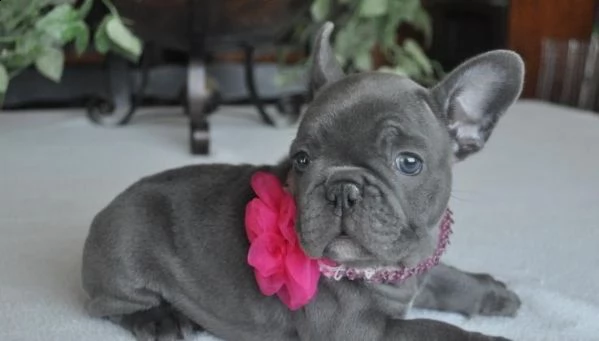 cuccioli bulldog francesi 