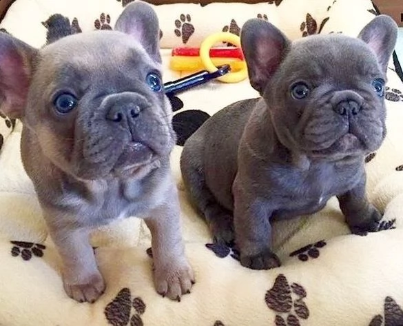cuccioli del bulldog francese