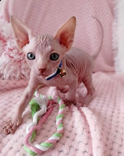 canadian sphynx color molto raro | Foto 0