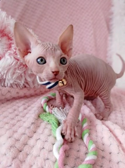 canadian sphynx color molto raro