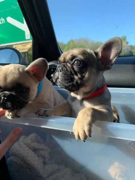 cuccioli bulldog francese