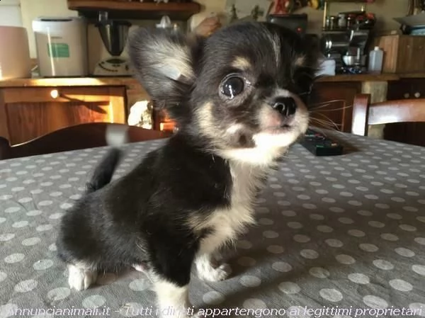 ciao mi chiamo bel sono cucciola di chihuahua..