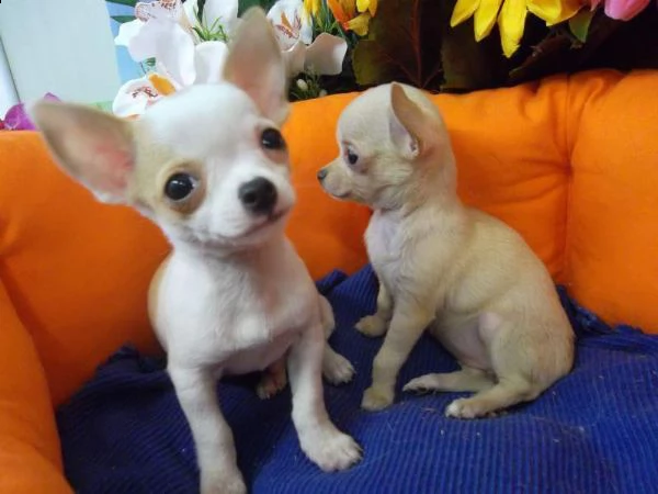 chiamo bel sono cucciola di chihuahua
