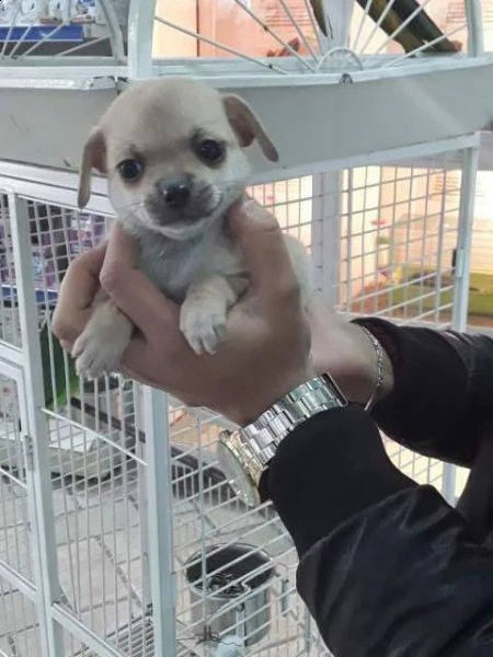 chihuahua picolissimo