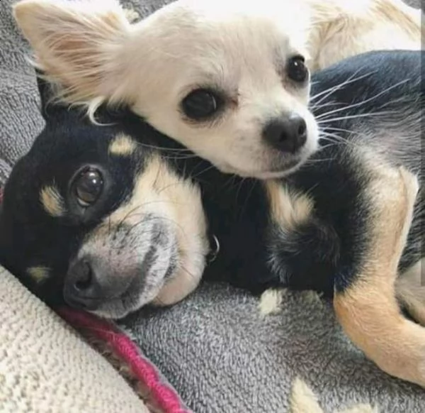 cuccioli di chihuahua