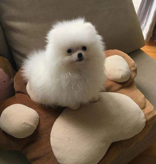 favolosi volpini tedeschi