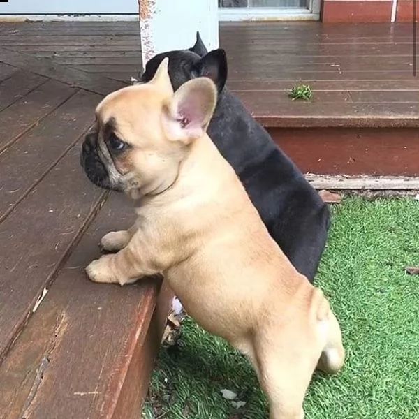 bulldog francese