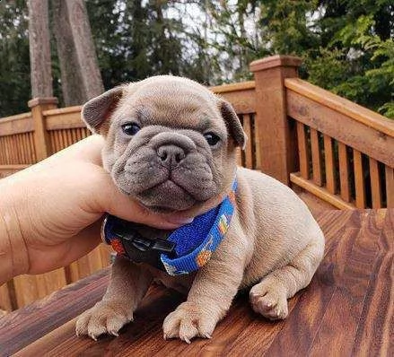 bulldog francese | Foto 0