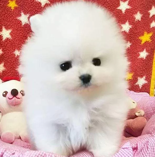 puppye volpini pomerania toy