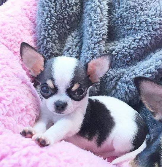 chihuahua