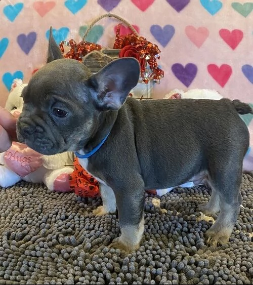 bellissimi cuccioli bulldog francese