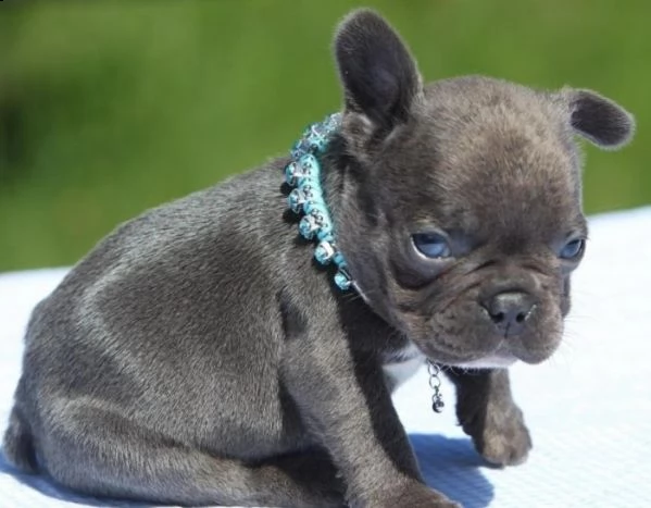 due cuccioli di bulldog francese per adozione