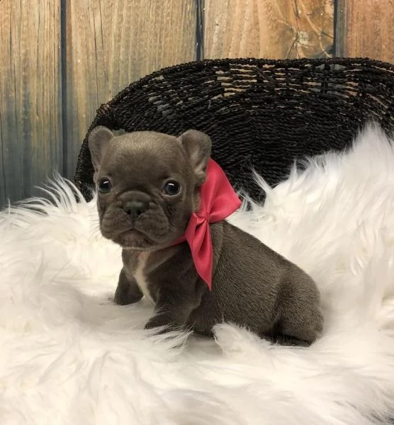  bulldog francesi 
