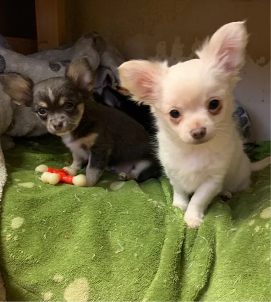 cucciolata di chihuahua lilla piccola e molto piccola
