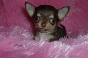 cuccioli adorabili della chihuahua 