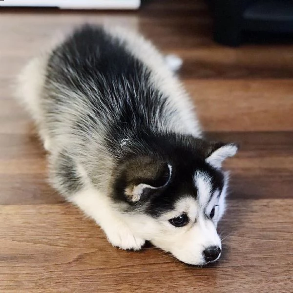 cucciolo di husky siberiano in regalo o adozion