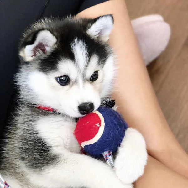 cuccioli husky tigrati con pedigree