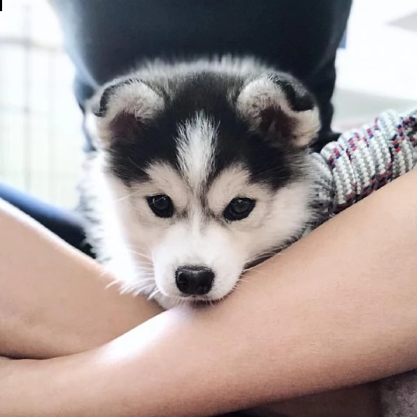 cuccioli husky siberibno con pedigree