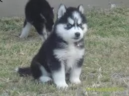 cuccioli huskytigrati con pedigree
