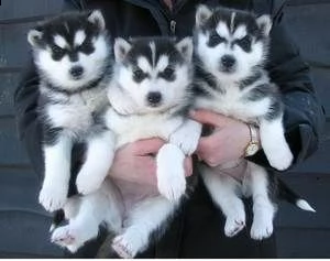 cucciolo di husky per adozione