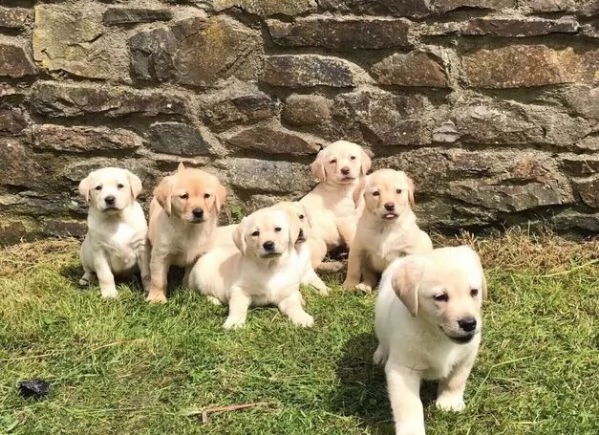 cuccioli labrador registrati di qualità kc