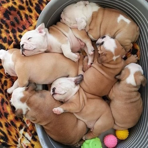 cuccioli di bulldog inglese kc disponibili