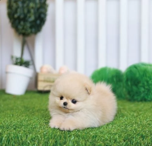 cuccioli di pomerania teacup