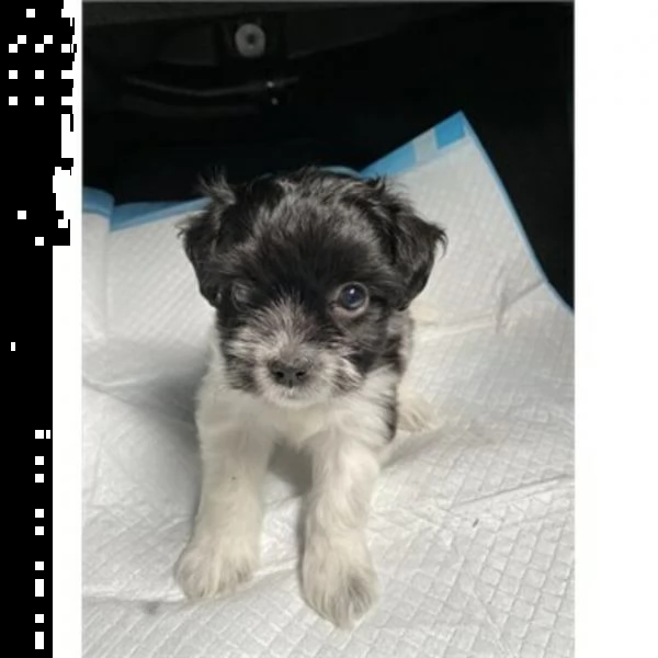 cuccioli shih tzu.