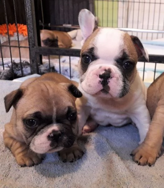 cuccioli bulldog francese