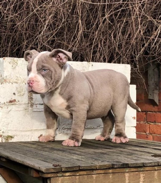 meravigliosi cuccioli di pitbull per una nuova casa. 