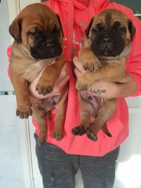 meravigliosi cuccioli di bull mastiff per una nuova casa. 