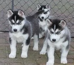 cuccioli e adulti registrati di siberian husky