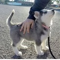 cuccioli e adulti registrati di siberian husky | Foto 0