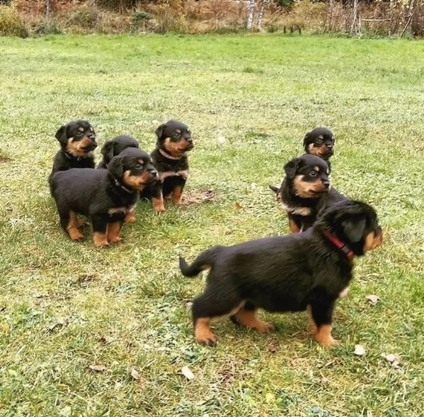 cuccioli adorabili di rottweiler