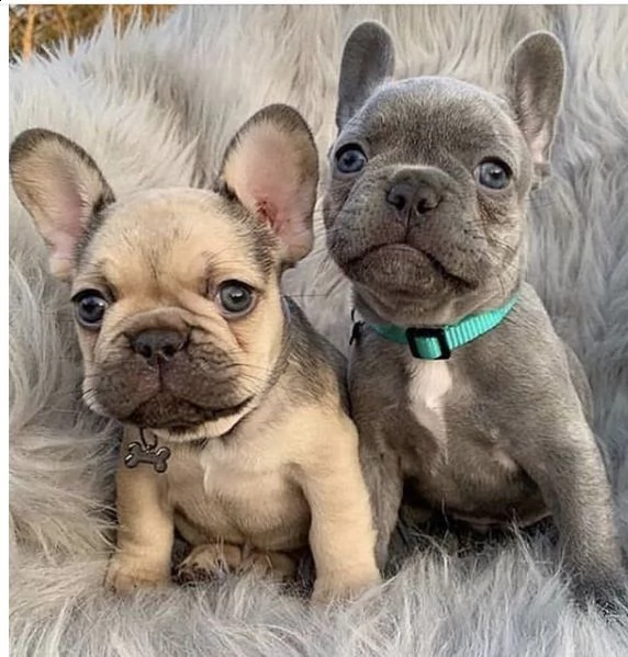 cuccioli bulldog francese