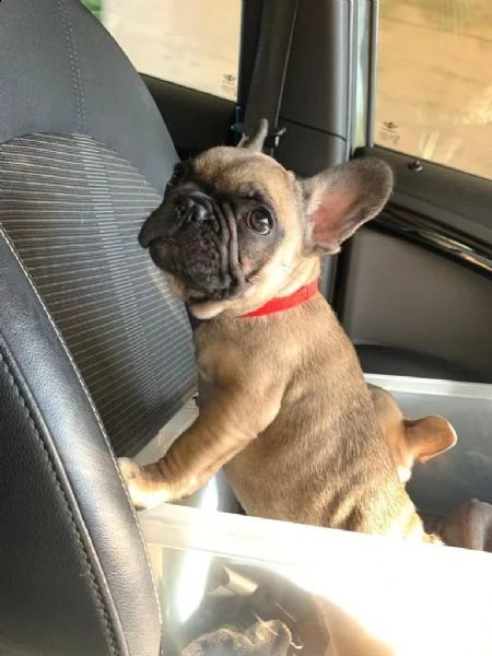 bellissimi cuccioli bulldog francese per adozione
