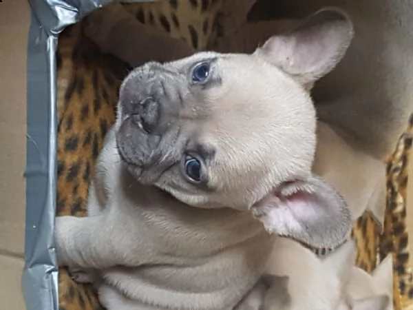 cuccioli di bulldog francese grogeous disponibili