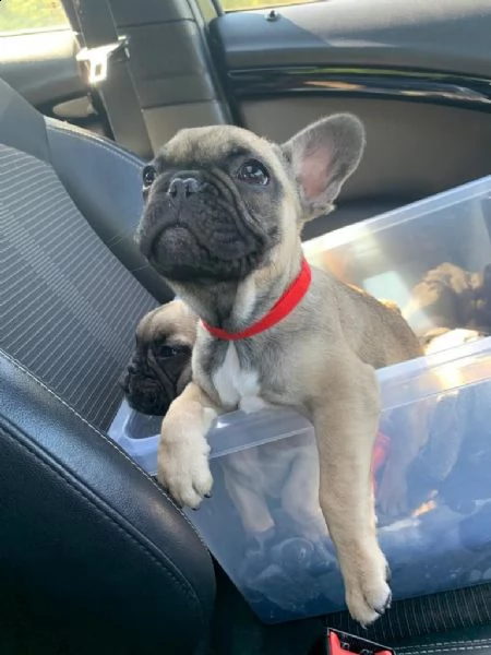 i cuccioli di bulldog francese abbinati hanno bisogno di case amorevoli e premurose
