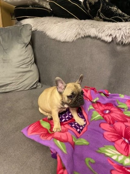 i cuccioli di bulldog francese hanno bisogno di case di cura
