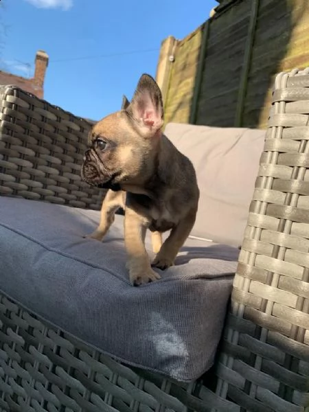 gli adorabili cuccioli di bulldog francese hanno bisogno di case adesso