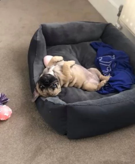 incredibili cuccioli di bulldog francese pronti