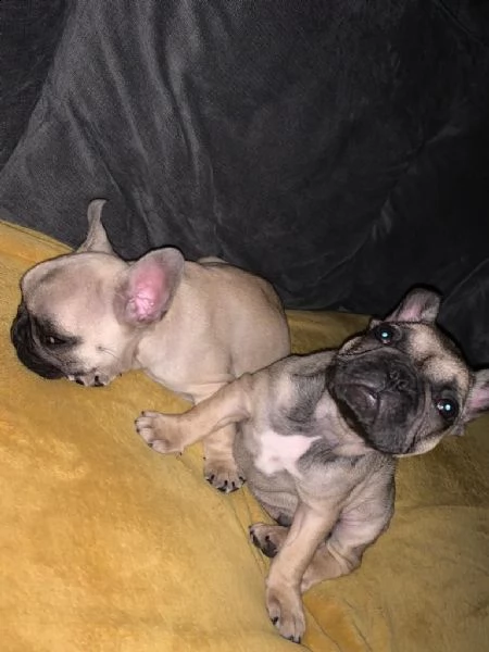 incredibili cuccioli di bulldog francese pronti | Foto 0
