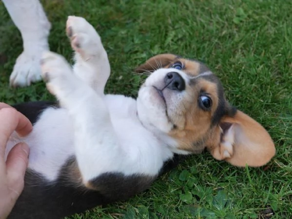 come preparare il tuo cane a rimanere di nuovo solo a casa 