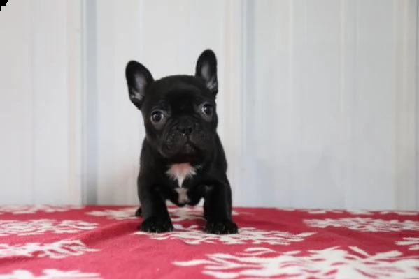 i discutibili eventi dedicati ai proprietari di carlino o bulldog francese 