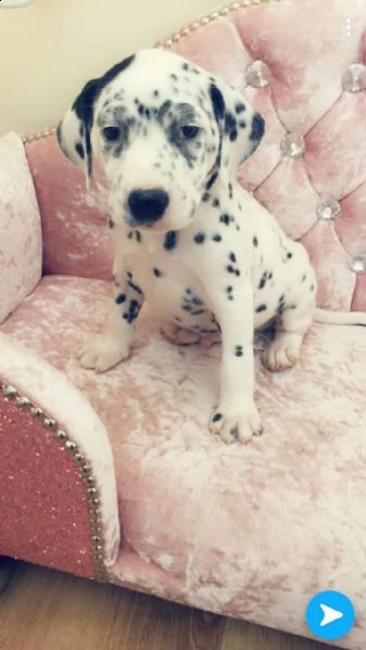 il cane con il naso a forma di cuore che ti conquisterà 