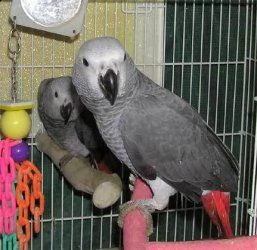 pappagalli grigi africani cenerino alla ricerca di una nuova casa nome scientifico: psittacus eritha