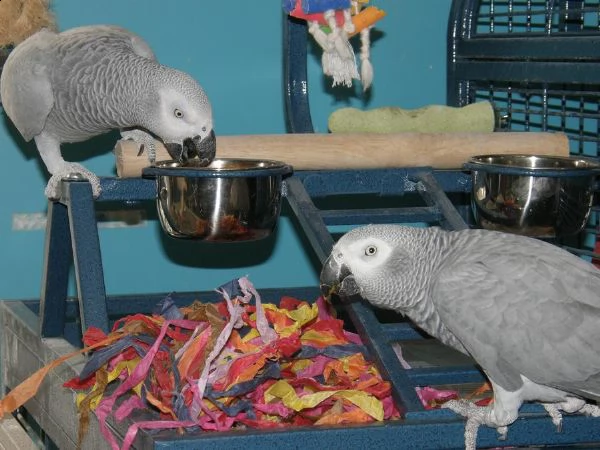  coppia di pappagalli grigio