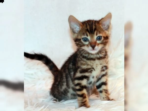 cuccioli di razza bengala