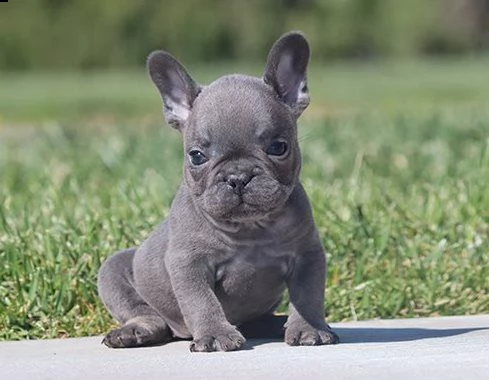 cuccioli di razza bulldog francese